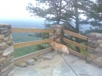 Honey is actually watching a hawk flying below this lookout